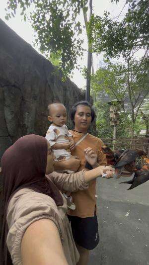 Masuk kandang burung hihi