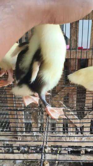 Cona perhatikan posturnya, jangan terkecoh beli Jumbo Tapi Tertipu Lokal yaaaa bollo #peternakmuda #menthokjumbo #muscovyduck