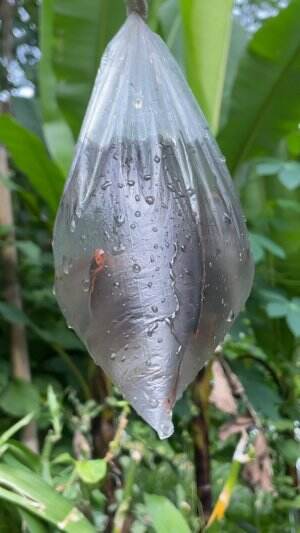 Mancing ikan predator channa langsung dimasak gulai