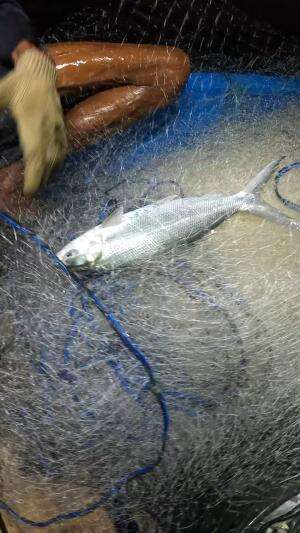 rezeki nomplok bandeng babon #ikan