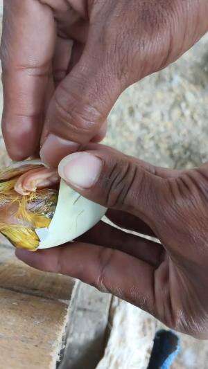 Membantu boleh tapi jangan asal dikelupas ,kalo sudah waktunya, dibantu aman aman saja. #peternakmuda #menthokjumbo #muscovyduck