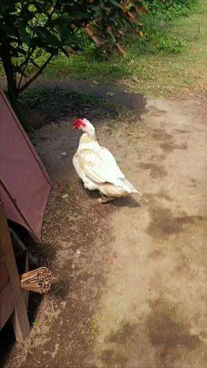 Spill tipis tipis mumpung cuaca cerah bosku