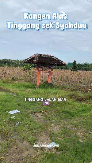 Kangen kondisi Alas Tinggang sek syahduuu #konten #desa #pedesaan #desaku #bojonegoro 