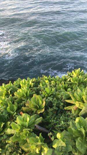 Sea
