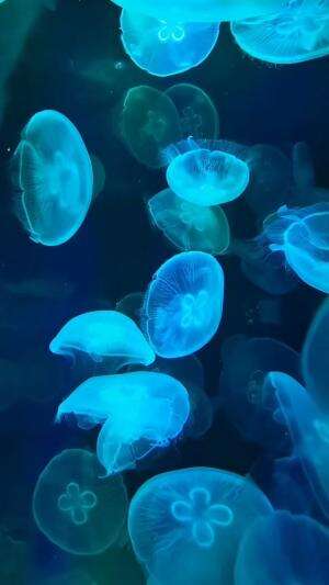 Ubur-ubur bisa hidup tanpa otak? 😲
Yup, hewan laut satu ini unik banget!
Meski nggak punya otak, dia tetap bisa berenang dan cari makan send