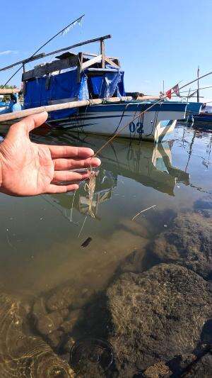 mancing udang super cepat #mancing #fishing #shrimp #udang #nelayan #laut #jaring #ikan #reelsviral #animals #skill #fyp #trending