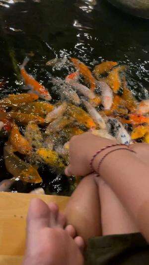 Kasih makan ikan mas Koi #ikan#pet