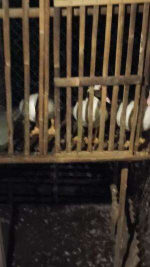 Protein Alam yang dikasih langsung oleh Allah SWT, Alhamdulillah 