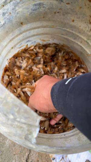 Bangaki laron buat mancing bikin ketagihan