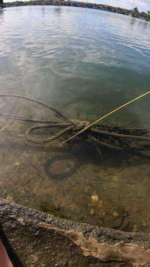 tutorial mancing dari bapak #udang #nelayan #laut #jaring #ikan #fbpro #reels #reelsviral #duniaikan #skils #fyp #trending