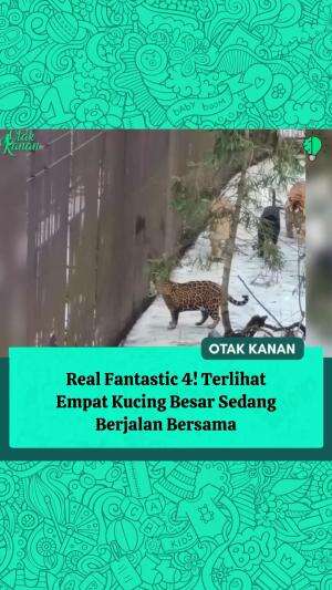 Wow, semua kumpul bareng! Leopard, Singa, Harimau, dan Black Panther. 🐆🦁🐅🐾

Visual langka yang jarang banget keliatan! 👀🔥