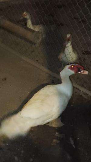 Apakah ini Jangkrik Racing? Apa nama ditempat kalian