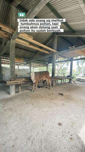 Tidak ada orang yang melihat tumbuhnya pohon, akan tetapi orang selalu melihat buahnya #quotes  #motivasi #semangat #gigih #kerja #kerjakera