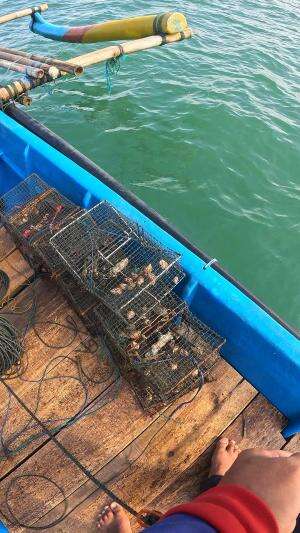 PANEN KEONG LAUT 🐌