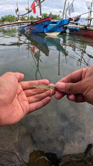 I catch shrimp easily #fishing #shrimp #traditional #usa #usareels #UnitedStates #unitedkingdom #denmark #canada