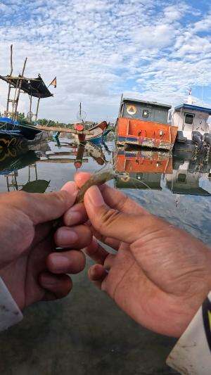 dapat besar kali #mancing #fishing #shrimp #udang #nelayan #laut #jaring #ikan #reelsviral #animals #skill #fyp #trending