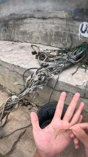 mancing udang putih #udang #nelayan #laut #jaring #ikan #fbpro #reels #reelsviral #duniaikan #skils #fyp #trending