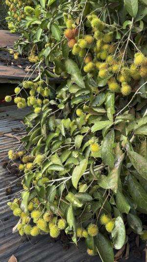 Petik rambutan antalagi