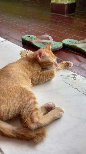Enak jadi kucing  #Kucing 