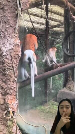 Sedang icibos  #funnyanimal  #vidiolucu  #reaction  #reactiont  #vidioreaction  #hewan  #videobinatang 