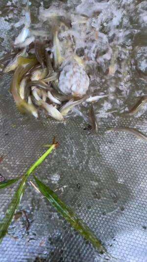 Panen ikan cuka pakai nasi putih
