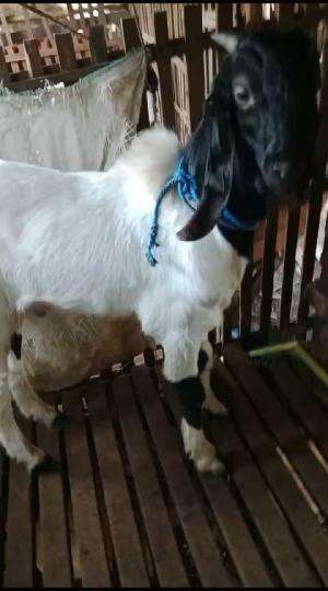 JUAL KAMBING KORBAN IDUL ADHA JUAL AQIQAH KAMBING DAN KAMBING SUSU REDY SEMARANG UTARA BANG HAIDAR