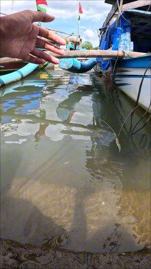 Fishing for shrimp the traditional way #fishing #shrimp #traditional #usa #usareels #UnitedStates #unitedkingdom #denmark #canada