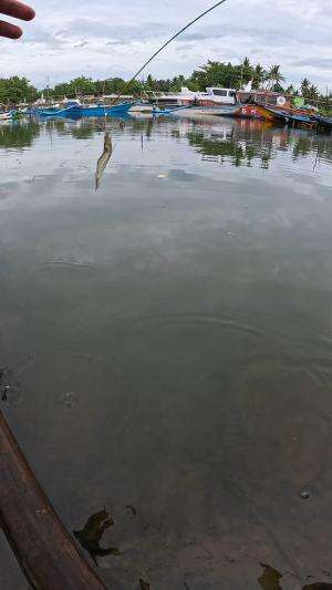 cara cepat nangkap udang #mancing #fishing #shrimp #udang #nelayan #laut #jaring #ikan #reelsviral #animals #skill #fyp #trending