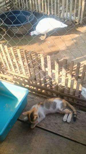 Selamat sore bollo, cek kandang sulu sebelum dibersihkan #peternakmuda #menthokjumbo #muscovyduck