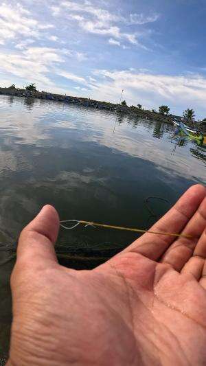 cara mancing orang jaman dulu #udang #nelayan #laut #jaring #ikan #fbpro #reels #reelsviral #duniaikan #skils #fyp #trending