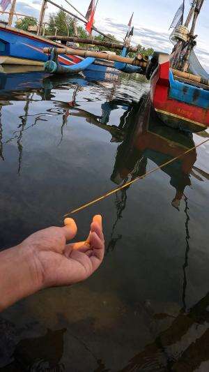 teknik memancing udang #mancing #fishing #shrimp #udang #nelayan #laut #jaring #ikan #reelsviral #animals #skill #fyp #trending