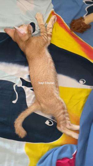  #bayiajaib  #kucingoyen 