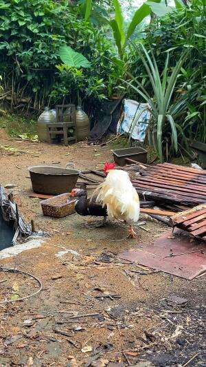 Ayam kate x entok telurnya bakalan jadi apa ya