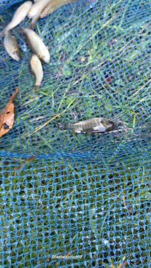 Isi ikannya kecampur ikan invasif  #pets  #ikan