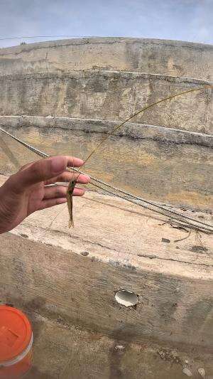 strike udang gede #udang #nelayan #laut #jaring #ikan #fbpro #reels #reelsviral #duniaikan #skils #fyp #trending