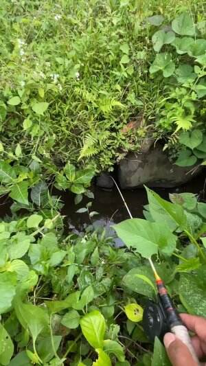 Mancing ikan predator paling ganas