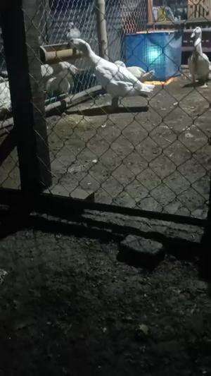 Lha elah kenapa jadi Asbun gini hahaha.. spill tipis ternak pembawa rezeki 