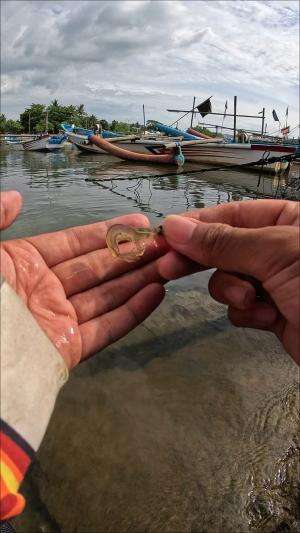 menangkap udang #fishing #shrimp #fish #sea #traditional #usareels #UnitedStates #reelsviral #skils #fyp #trending