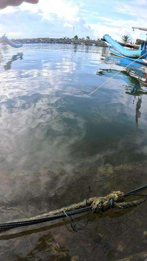 tradisional fishing #mancing #fishing #shrimp #udang #nelayan #laut #jaring #ikan #reelsviral #animals #skill #fyp #trending