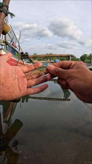 menangkap udang #mancing #fishing #shrimp #udang #nelayan #laut #jaring #ikan #reelsviral #animals #skill #fyp #trending