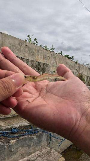 segampang itu #udang #nelayan #laut #jaring #ikan #fbpro #reels #reelsviral #duniaikan #skils #fyp #trending