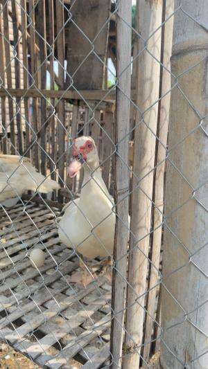 Niat ditinggal bentar, eh udah gak tahan main nelur dikandang atas aja ni menthok wkwk #peternakmuda #menthokjumbo #muscovyduck