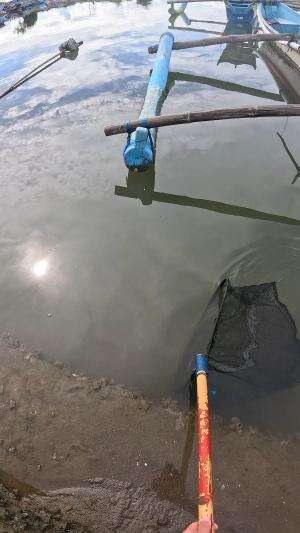 wow sekali serok dapet banyak banget udang merah kecil 