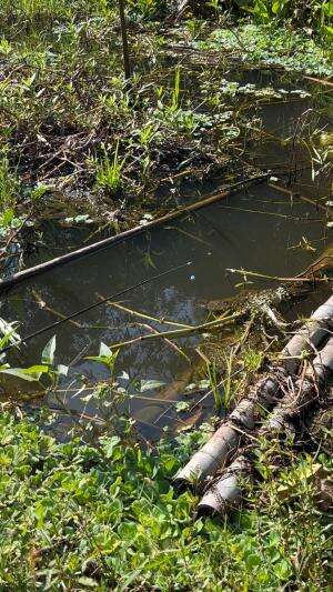 Mancing ikan sepat siam