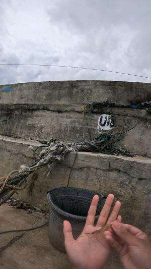 wow dapet yg babon #udang #nelayan #laut #jaring #ikan #fbpro #reels #reelsviral #duniaikan #skils #fyp #trending