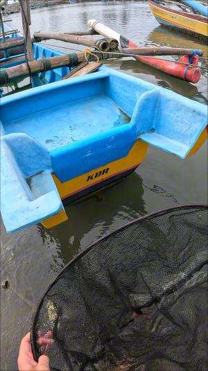 udang merah kecil #udang #nelayan #laut #jaring #ikan #fbpro #reels #reelsviral #duniaikan #skils #fyp #trending