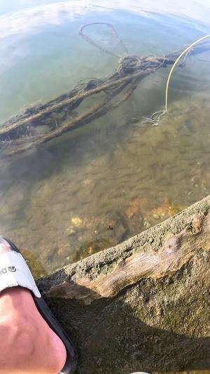 memancing udang #mancing #fishing #shrimp #udang #nelayan #laut #jaring #ikan #reelsviral #animals #skill #fyp #trending