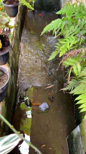 Kolam mini belakang rumah bocor