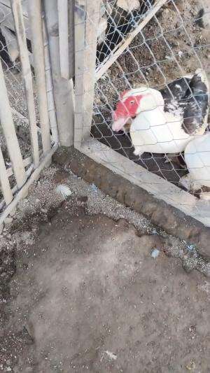 Buru-buru amat mau kemana?? Haha #peternakmuda #menthokjumbo #muscovyduck