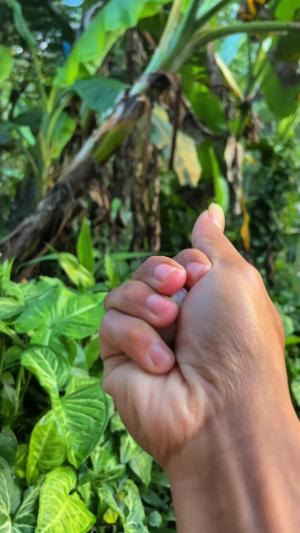 Panen ikan cuma pakai umpan nasi